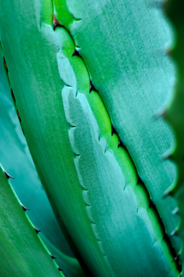 Photographie intitulée "Agave" par Anna Sowinska, Œuvre d'art originale, Photographie numérique