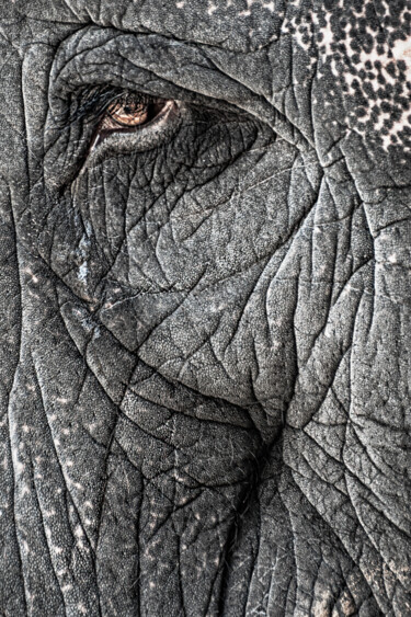 Arts numériques intitulée "Elephant" par Anna Sowinska, Œuvre d'art originale, Photographie numérique