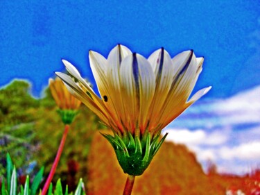 Fotografía titulada "Un dia, una Flor" por Arturo Carrión, Obra de arte original