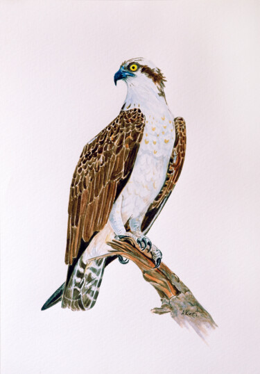 Painting titled "Osprey" by Asan Kurtmalaiev, Original Artwork, Watercolor