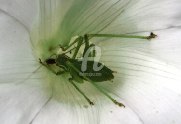 Photographie intitulée "bestiole-verte-01.j…" par Ashankta, Œuvre d'art originale