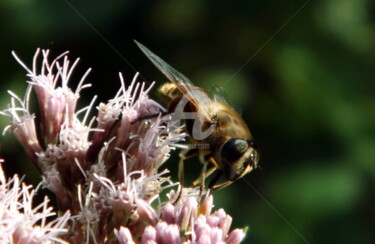 Photographie intitulée "abeille-01.jpg" par Ashankta, Œuvre d'art originale