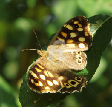 Photographie intitulée "papillon-02.jpg" par Ashankta, Œuvre d'art originale