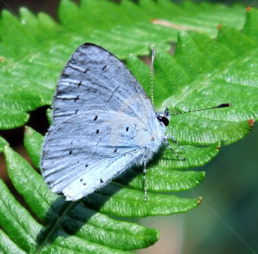 Photographie intitulée "papillon-bleu-04.jpg" par Ashankta, Œuvre d'art originale