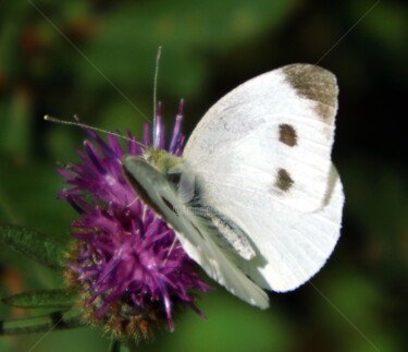 Photographie intitulée "papillon-06.jpg" par Ashankta, Œuvre d'art originale