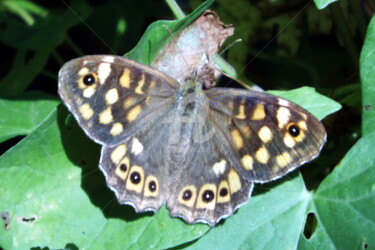 Photographie intitulée "papillon-10.jpg" par Ashankta, Œuvre d'art originale