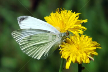 Photographie intitulée "papillon-15.jpg" par Ashankta, Œuvre d'art originale