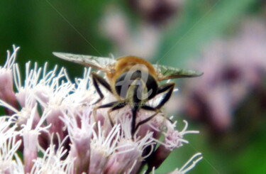 Photographie intitulée "abeille-002.jpg" par Ashankta, Œuvre d'art originale