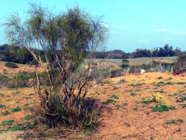 Photography titled "Tree in a parc" by Asmaâ Ouassou, Original Artwork