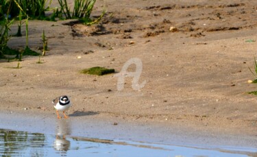 Photography titled "Plover" by Asmaâ Ouassou, Original Artwork