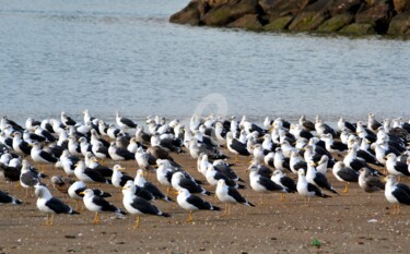 Photography titled "Seagulls" by Asmaâ Ouassou, Original Artwork