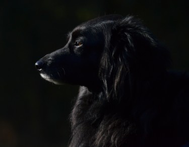 Fotografie mit dem Titel "Berlin Black Dog Im…" von Alfred Georg Sonsalla, Original-Kunstwerk, Digitale Fotografie