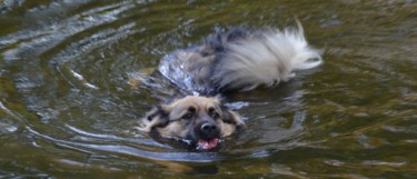 Fotografie mit dem Titel "Floating dog in Ber…" von Alfred Georg Sonsalla, Original-Kunstwerk, Digitale Fotografie