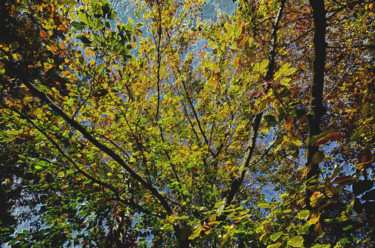 Photographic nature art digitally post-processed, 1411042565 Photography titled "Photographic nature…" by Alfred Georg Sonsalla, Original Art, Digital Photography