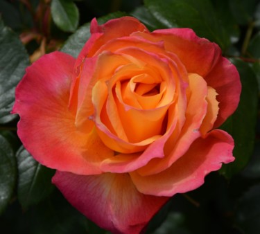 Fotografie mit dem Titel "Berkeley Rose, Cali…" von Alfred Georg Sonsalla, Original-Kunstwerk, Digitale Fotografie