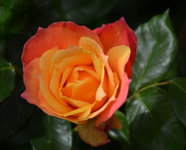 Fotografie mit dem Titel "Berkeley Rose, Cali…" von Alfred Georg Sonsalla, Original-Kunstwerk, Digitale Fotografie