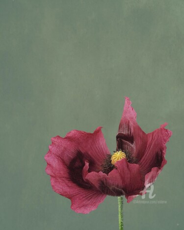 "POPPY with PASSION…" başlıklı Fotoğraf Astr tarafından, Orijinal sanat, Fotoşopsuz fotoğraf Alüminyum üzerine monte edilmiş