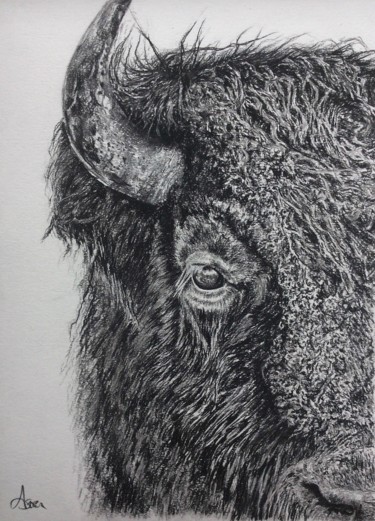 Drawing titled "American Bison" by Astra, Original Artwork, Charcoal