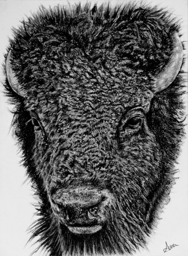 Drawing titled "Bison #2" by Astra, Original Artwork, Charcoal