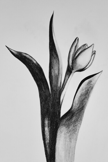 Desenho intitulada "Estompe au crayon n…" por Atelier Linea, Obras de arte originais, Lápis