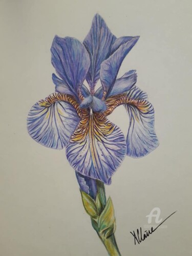 Drawing titled "iris" by Audrey Claire, Original Artwork, Pencil