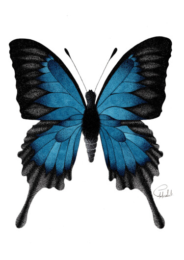 Zeichnungen mit dem Titel "Papillon Ulysse" von Audrey Lafolie (Ondine), Original-Kunstwerk, Tinte