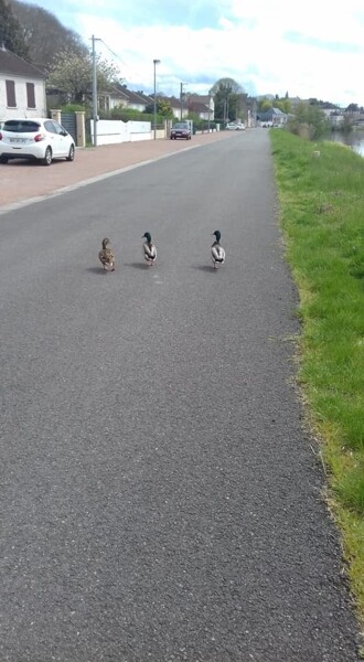 Photography titled "3 petits canard" by Audrey Segura, Original Artwork