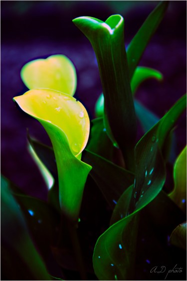 Photographie intitulée "Fleur jaune" par Aurelie Deville, Œuvre d'art originale, Photographie numérique