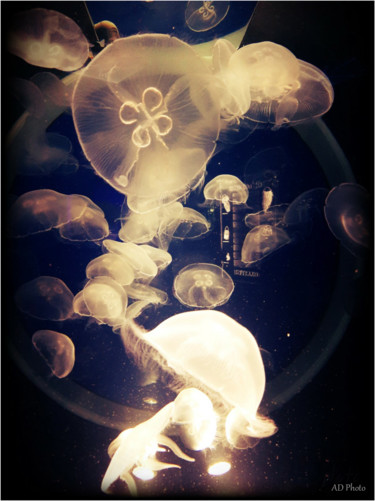 Photographie intitulée "Medusa" par Aurelie Deville, Œuvre d'art originale, Photographie numérique