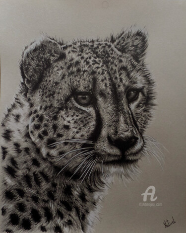 Drawing titled "Guépard" by Aurélie Nativel, Original Artwork, Pencil