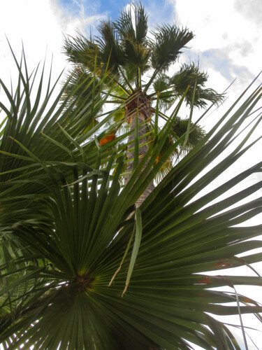 Photographie intitulée "Palmiers" par Aurélien Comte, Œuvre d'art originale, Photographie numérique