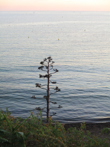 Photography titled "Fleur d'aloès à San…" by Aurélien Comte, Original Artwork, Digital Photography