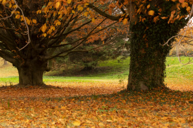 Photographie intitulée "Fin d'automne" par Aurélien Comte, Œuvre d'art originale, Photographie numérique