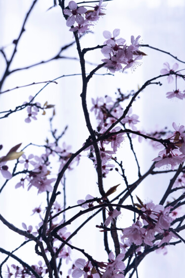 Photography titled "Prunus" by Aurélien Comte, Original Artwork, Digital Photography