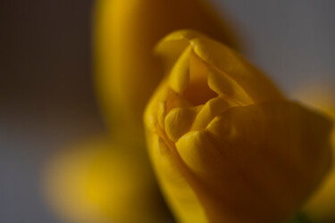 Fotografie mit dem Titel "Tulipe jaune" von Aurélien Comte, Original-Kunstwerk, Digitale Fotografie
