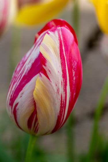 Fotografía titulada "Tulipe striée" por Aurélien Comte, Obra de arte original, Fotografía digital