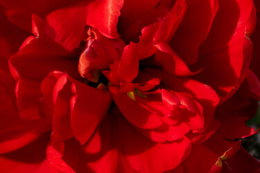 Photographie intitulée "Tulipe chiffonée" par Aurélien Comte, Œuvre d'art originale, Photographie numérique
