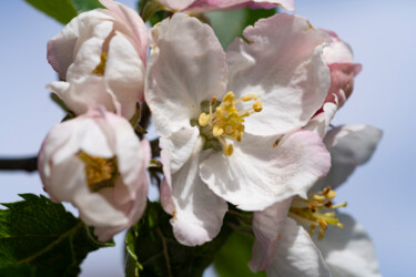 Photographie intitulée "Fleur de pommier" par Aurélien Comte, Œuvre d'art originale, Photographie numérique