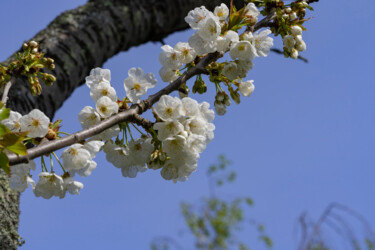 Photographie intitulée "Vieux cerisier" par Aurélien Comte, Œuvre d'art originale, Photographie numérique