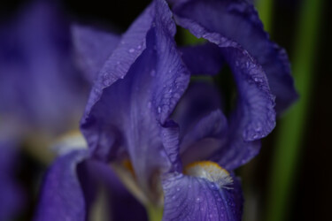 Fotografie getiteld "Iris Bleu" door Aurélien Comte, Origineel Kunstwerk, Digitale fotografie