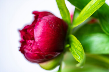 Photographie intitulée "Pivoine en devenir" par Aurélien Comte, Œuvre d'art originale, Photographie numérique