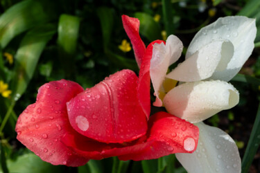 Fotografia zatytułowany „Tulipes après la pl…” autorstwa Aurélien Comte, Oryginalna praca, Fotografia cyfrowa