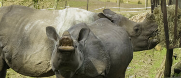 Fotografía titulada "Rhinocéros" por Aurélien Comte, Obra de arte original, Fotografía digital