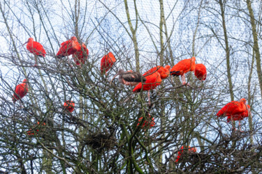 Фотография под названием "Ibis rouges au repos" - Aurélien Comte, Подлинное произведение искусства, Цифровая фотография