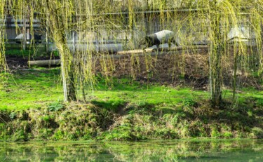 Fotografía titulada "Tapir" por Aurélien Comte, Obra de arte original, Fotografía digital