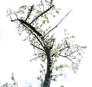 Fotografia intitulada "Très vieux cerisier" por Aurélien Comte, Obras de arte originais, Fotografia digital