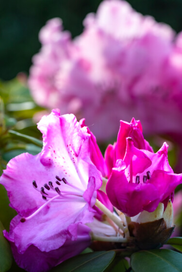 摄影 标题为“Rhododendron en bou…” 由Aurélien Comte, 原创艺术品, 数码摄影