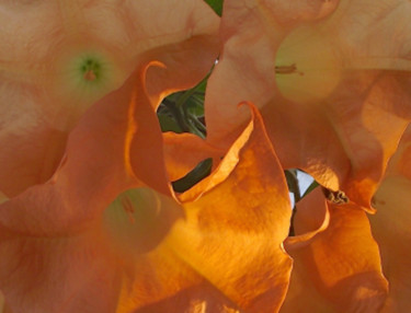 "FLOWER I, "Orange"…" başlıklı Fotoğraf Curtis H. Jones tarafından, Orijinal sanat, Dijital Fotoğrafçılık Ahşap Sedye çerçev…