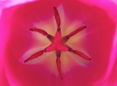 Photography titled "FLOWER VIII, "Red T…" by Curtis H. Jones, Original Artwork, Digital Photography Mounted on Wood Stretche…
