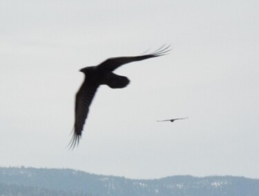 Φωτογραφία με τίτλο "Two Ravens" από Curtis H. Jones, Αυθεντικά έργα τέχνης, Ψηφιακή φωτογραφία